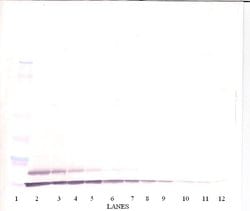 Invitrogen TARC Polyclonal Antibody, Biotin, PeproTech , Invitrogen 50