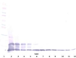 Invitrogen CX3CL1 Polyclonal Antibody, PeproTech , Invitrogen 50 &mu;g;