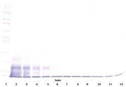 Invitrogen CX3CL1 Polyclonal Antibody, PeproTech , Invitrogen 50 &mu;g;