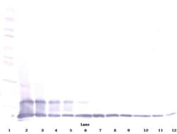 Invitrogen CX3CL1 Polyclonal Antibody, Biotin, PeproTech , Invitrogen 25