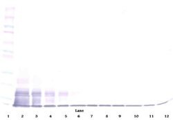 Invitrogen CX3CL1 Polyclonal Antibody, Biotin, PeproTech , Invitrogen 25