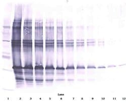 CLEC11A Polyclonal Antibody, Biotin, PeproTech , Invitrogen:Antibodies:Primary
