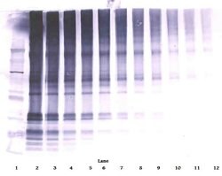CLEC11A Polyclonal Antibody, Biotin, PeproTech , Invitrogen:Antibodies:Primary