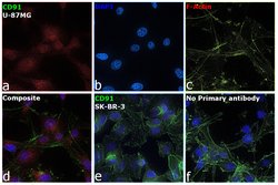 Invitrogen CD91 Monoclonal Antibody (A2MR-a2), eFluor 660, eBioscience:Antibodies:Primary