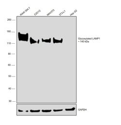 Invitrogen CD107a (LAMP-1) Monoclonal Antibody (eBio1D4B (1D4B)), eFluor