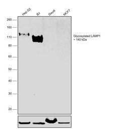 Invitrogen CD107a (LAMP-1) Monoclonal Antibody (eBioH4A3), eFluor 660,