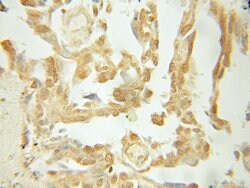 BCL10 Rabbit anti-Human, Mouse, Polyclonal, Proteintech:Antibodies:Primary