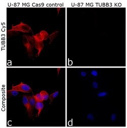 beta-3 Tubulin Monoclonal Antibody (2G10-TB3), eFluor 660, eBioscience