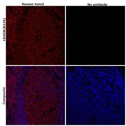 Invitrogen CD45R (B220) Monoclonal Antibody (RA3-6B2), Alexa Fluor 561,