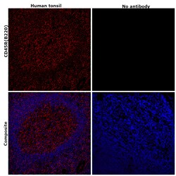 Invitrogen CD45R (B220) Monoclonal Antibody (RA3-6B2), Alexa Fluor 561,