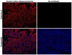 Invitrogen Galectin 9 Monoclonal Antibody (9M1-3), eFluor 660, eBioscience:Antibodies:Primary