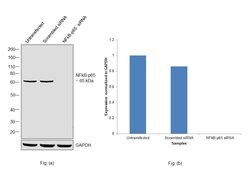 Invitrogen NFkB p65 Polyclonal Antibody 100 &mu;g; Unconjugated:Antibodies,
