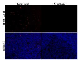 Invitrogen CD223 (LAG-3) Monoclonal Antibody (3DS223H), Alexa Fluor 647,