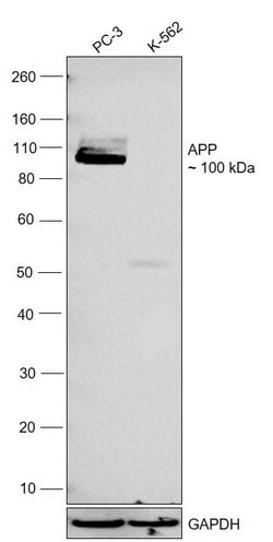 Invitrogen beta Amyloid Polyclonal Antibody (CT695) 50 &mu;g; Unconjugated:Antibodies,