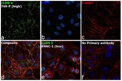 Invitrogen Claudin 2 Polyclonal Antibody (MH44) 100 &mu;g; Unconjugated:Antibodies,