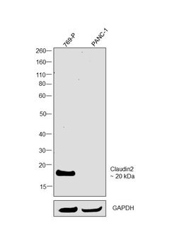 Invitrogen Claudin 2 Polyclonal Antibody (MH44) 100 &mu;g; Unconjugated:Antibodies,