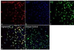 Invitrogen Sendai virus HN Monoclonal Antibody (1A6), Alexa Fluor 647,