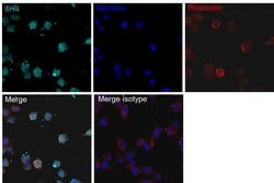 Invitrogen Staphylococcus aureus Cas9 Monoclonal Antibody (6H4), Alexa Fluor 647, eBioscience , Invitrogen 25 &mu;g | Buy Online | Invitrogen&trade; | Fisher Scientific