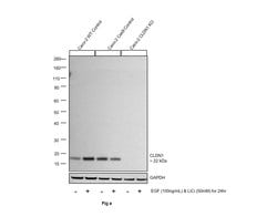 Claudin 1 Polyclonal Antibody:Antibodies, Polyclonal
