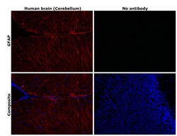 Invitrogen GFAP Monoclonal Antibody (2.2B10), Alexa Fluor 647, eBioscience