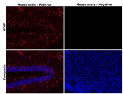 Invitrogen GFAP Monoclonal Antibody (2.2B10), Alexa Fluor 647, eBioscience