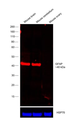 Invitrogen GFAP Monoclonal Antibody (2.2B10), Alexa Fluor 647, eBioscience