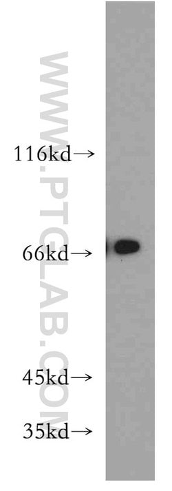 BRD7 Rabbit anti-Human, Mouse, Rat, Polyclonal, Proteintech:Antibodies:Primary