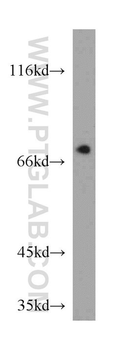 BRD7 Rabbit anti-Human, Mouse, Rat, Polyclonal, Proteintech:Antibodies:Primary