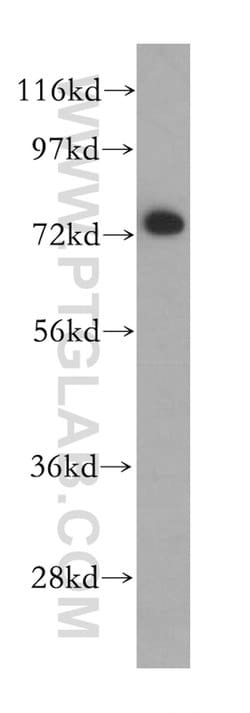 BRD7 Rabbit anti-Human, Mouse, Rat, Polyclonal, Proteintech:Antibodies:Primary