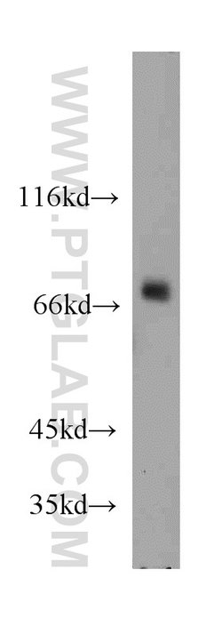 BRD7 Rabbit anti-Human, Mouse, Rat, Polyclonal, Proteintech:Antibodies:Primary