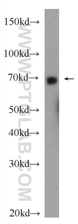 BRD7 Rabbit anti-Human, Mouse, Rat, Polyclonal, Proteintech:Antibodies:Primary