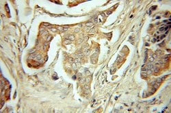 FABP7 Rabbit anti-Human, Polyclonal, Proteintech:Antibodies:Primary Antibodies