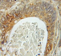 Fhl1 Rabbit anti-Human, Mouse, Polyclonal, Proteintech 150 &mu;L; Unconjugated:Antibodies,