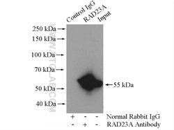 RAD23A Rabbit anti-Human, Mouse, Rat, Polyclonal, Proteintech:Antibodies:Primary