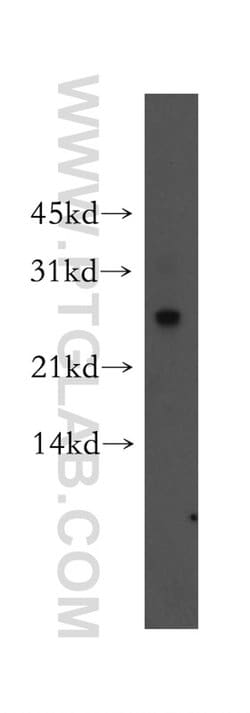 Proteintech Connexin-26 Rabbit anti-Human, Mouse, Rat, Polyclonal, Proteintech