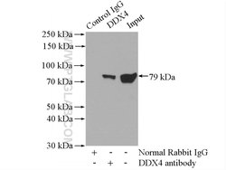 DDX4/VASA Rabbit anti-Human, Mouse, Polyclonal, Proteintech:Antibodies:Primary
