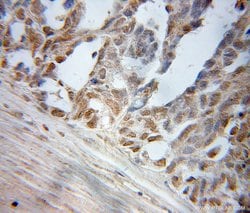 ELL Rabbit anti-Human, Mouse, Polyclonal, Proteintech:Antibodies:Primary