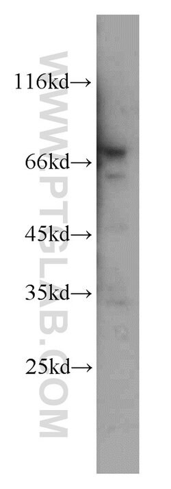 ELL Rabbit anti-Human, Mouse, Polyclonal, Proteintech:Antibodies:Primary