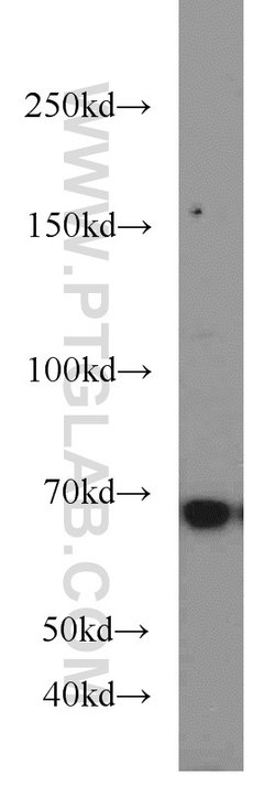 ELL Rabbit anti-Human, Mouse, Polyclonal, Proteintech:Antibodies:Primary