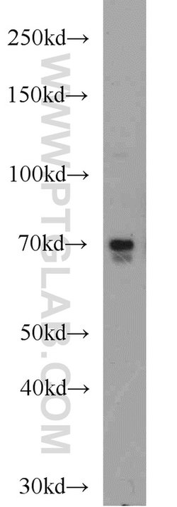 ELL Rabbit anti-Human, Mouse, Polyclonal, Proteintech:Antibodies:Primary