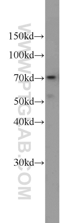 ELL Rabbit anti-Human, Mouse, Polyclonal, Proteintech:Antibodies:Primary