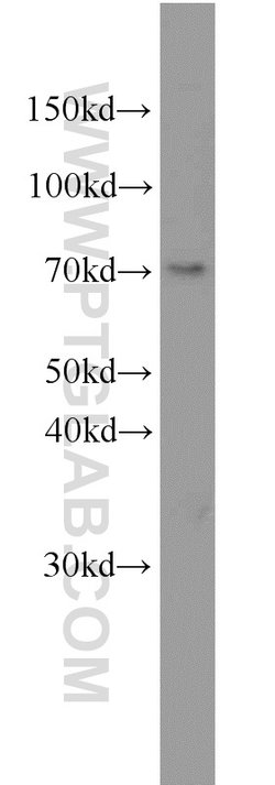 ELL Rabbit anti-Human, Mouse, Polyclonal, Proteintech:Antibodies:Primary