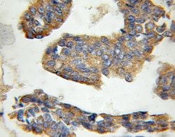 CRLS1 Rabbit anti-Human, Mouse, Polyclonal, Proteintech 150 &mu;L; Unconjugated:Antibodies,