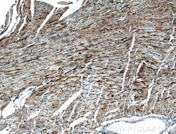CRLS1 Rabbit anti-Human, Mouse, Polyclonal, Proteintech 150 &mu;L; Unconjugated:Antibodies,