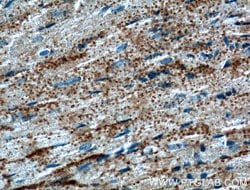 CRLS1 Rabbit anti-Human, Mouse, Polyclonal, Proteintech 150 &mu;L; Unconjugated:Antibodies,