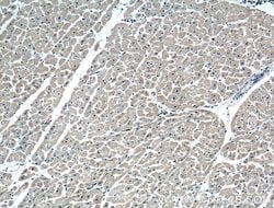 CRLS1 Rabbit anti-Human, Mouse, Polyclonal, Proteintech 150 &mu;L; Unconjugated:Antibodies,