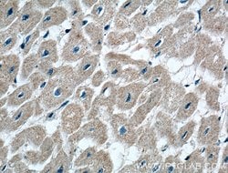 CRLS1 Rabbit anti-Human, Mouse, Polyclonal, Proteintech 150 &mu;L; Unconjugated:Antibodies,