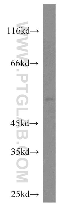 CRLS1 Rabbit anti-Human, Mouse, Polyclonal, Proteintech 150 &mu;L; Unconjugated:Antibodies,