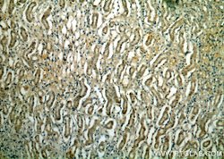 PLSCR3 Rabbit anti-Human, Polyclonal, Proteintech 150 &mu;L; Unconjugated:Antibodies,