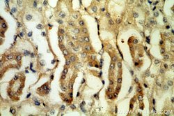 PLSCR3 Rabbit anti-Human, Polyclonal, Proteintech 150 &mu;L; Unconjugated:Antibodies,